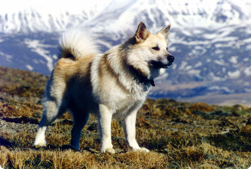 Icelandic Sheepdog