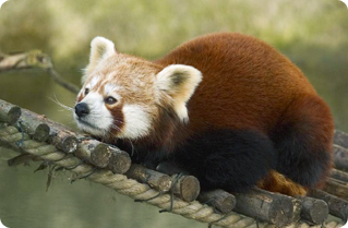Red Panda (Firefox)
